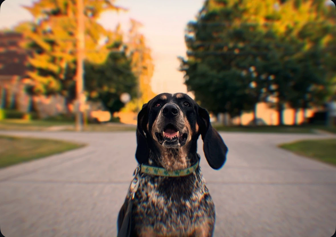 DOG WALKER IN NOTL - photo 3