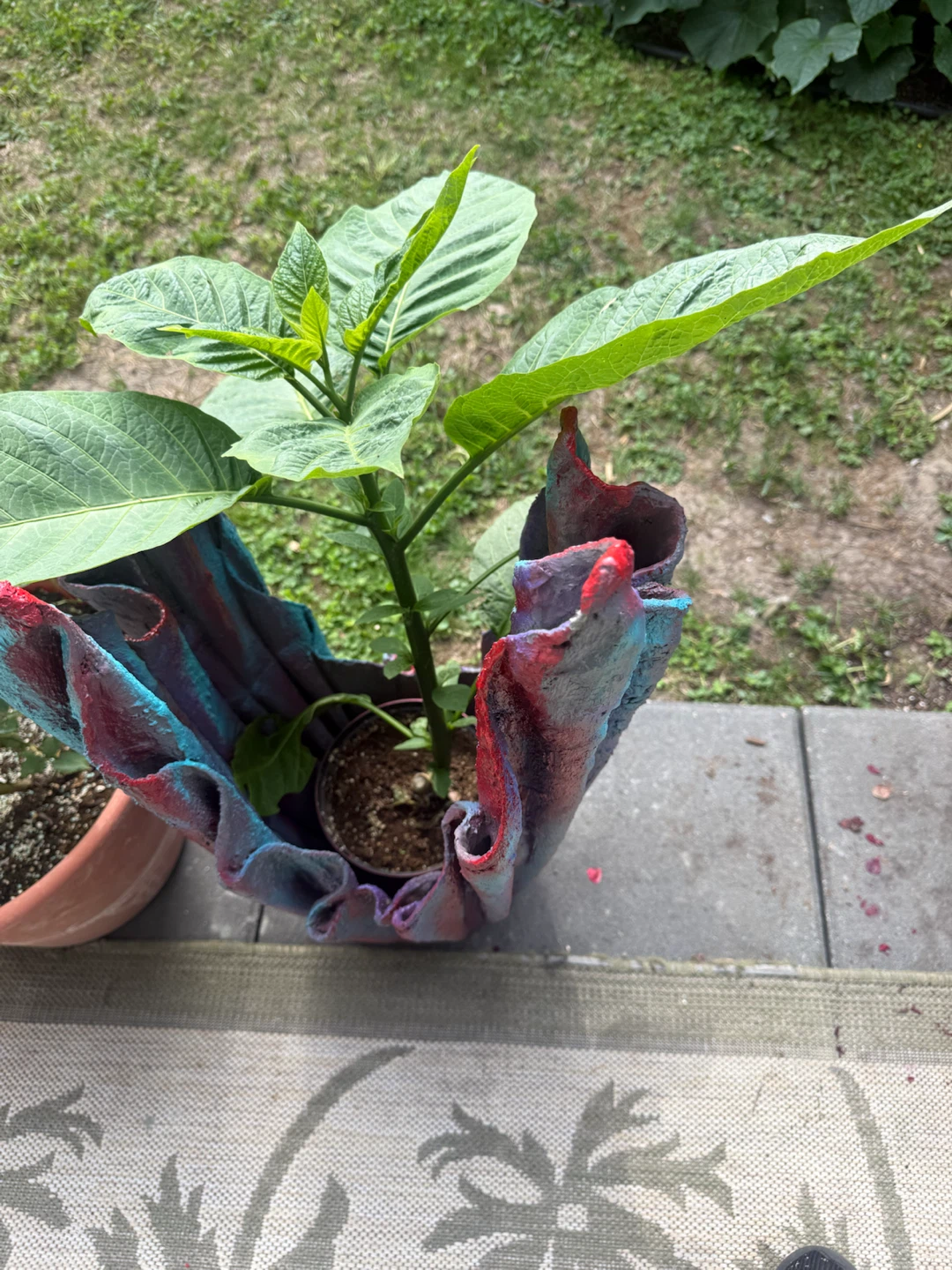 Unique Concrete Planter with Plant