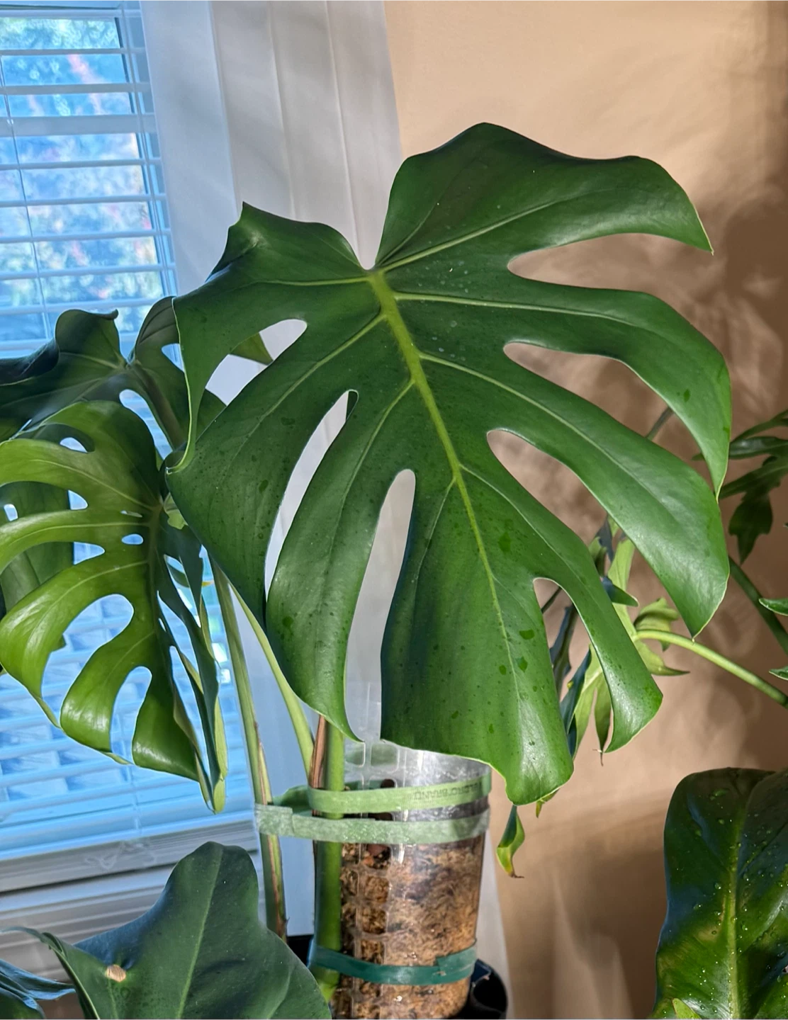 Monstera Deliciosa Plants all sizes