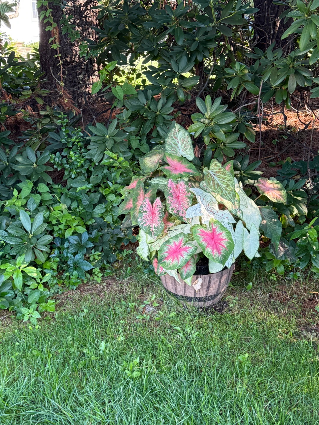 Potted Caladium Plant