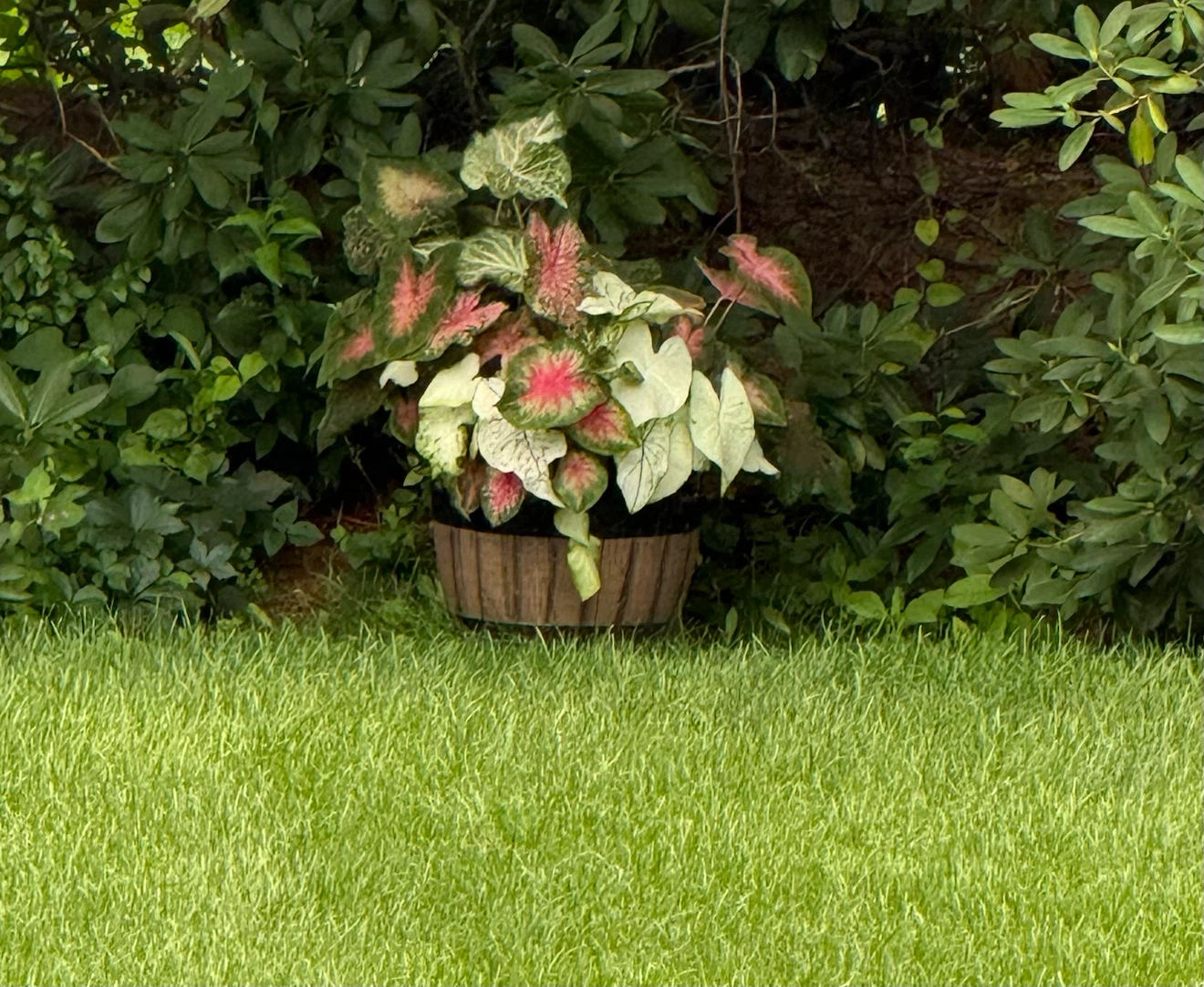 Potted Caladium Plant - photo 2