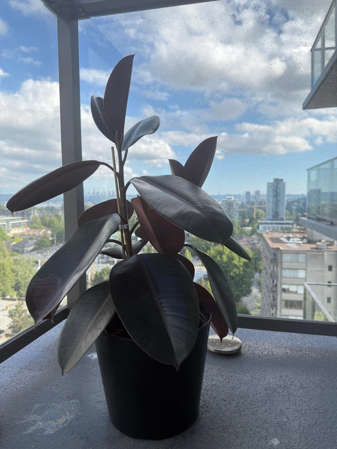Rubber Plant