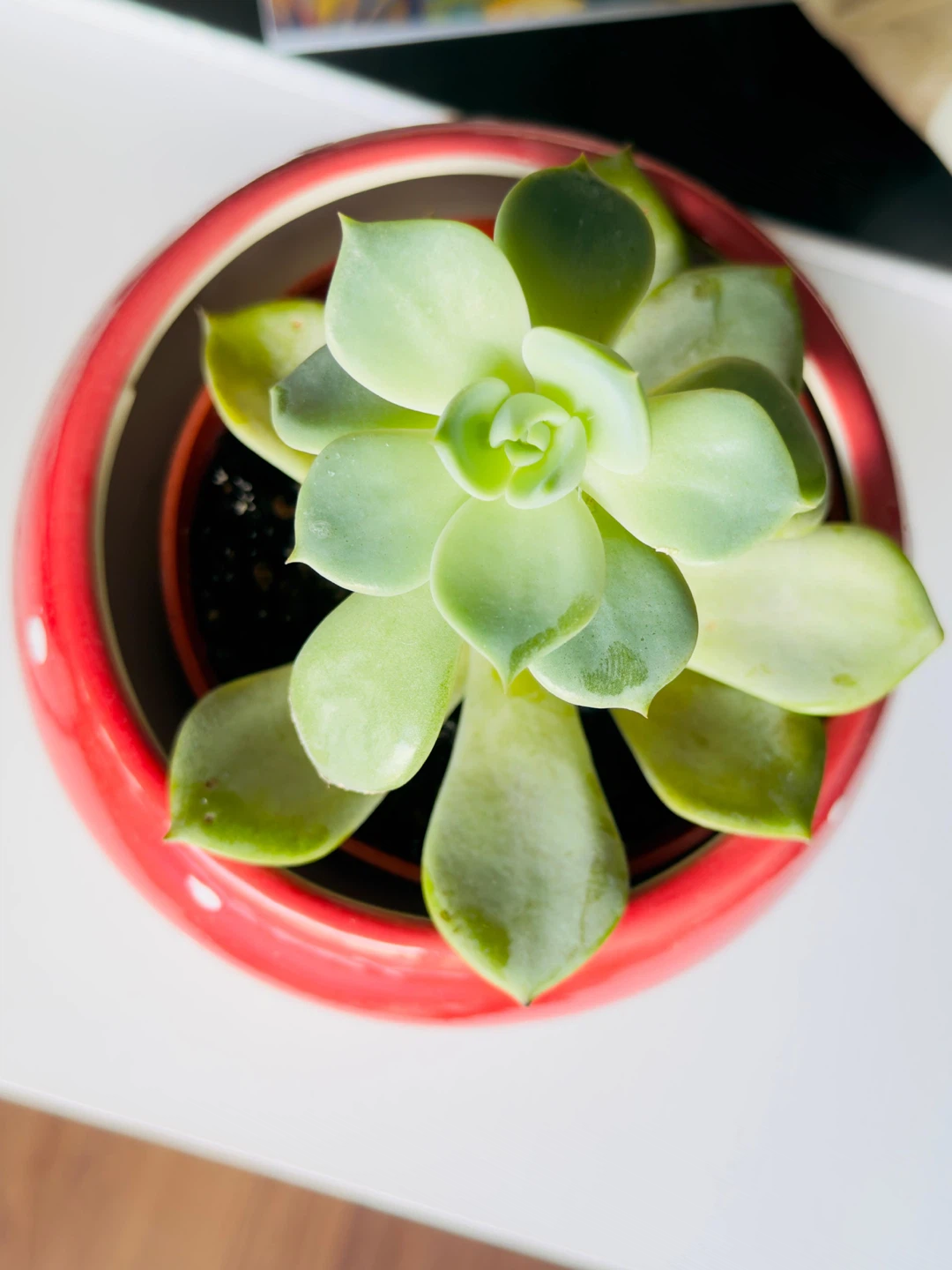 Assorted Potted Plants - photo 2