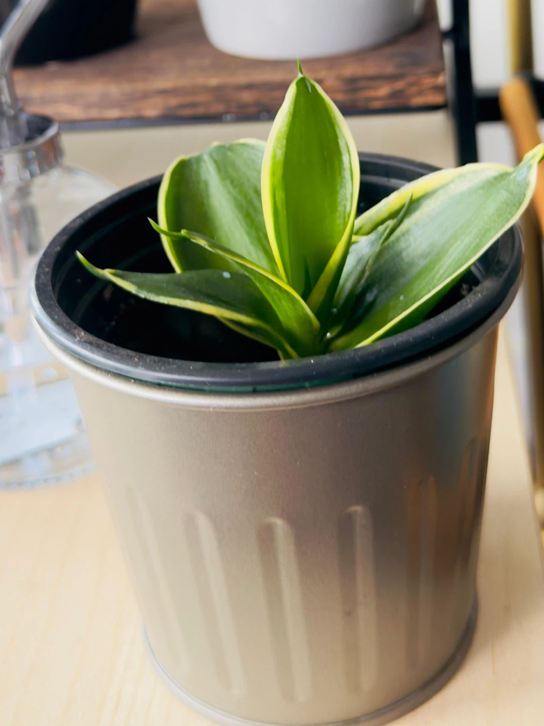 Assorted Potted Plants - photo 3