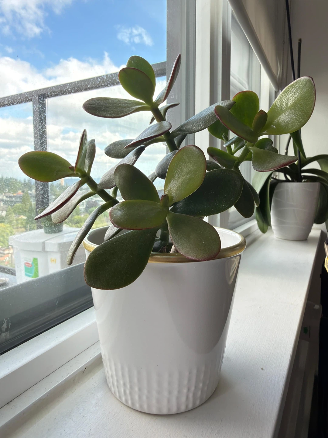 Assorted Potted Plants - photo 4
