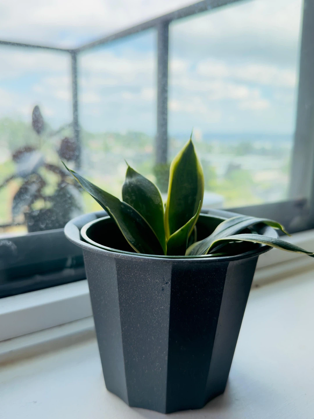 Assorted Potted Plants - photo 5