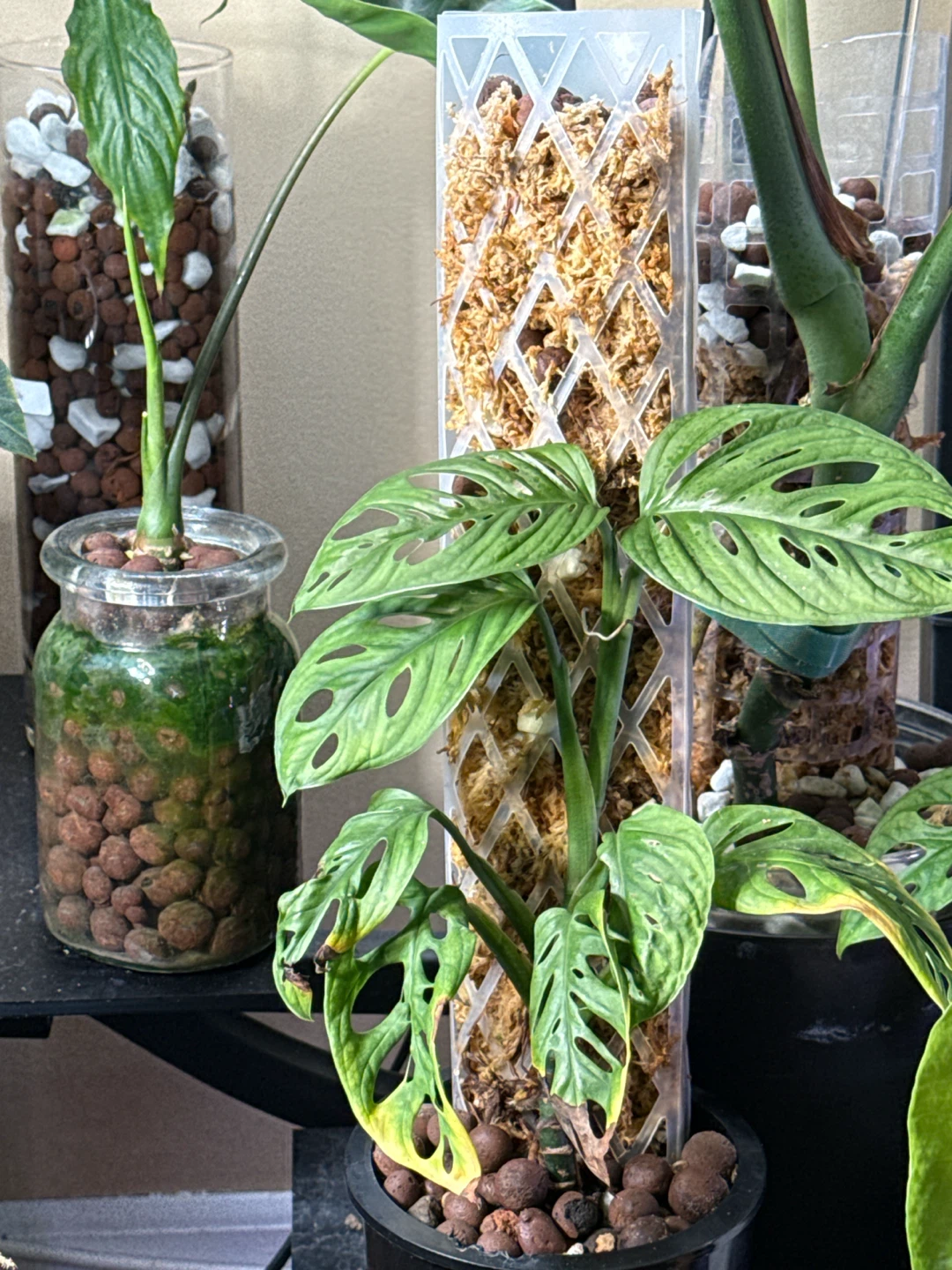 Monstera Adansonii Plant