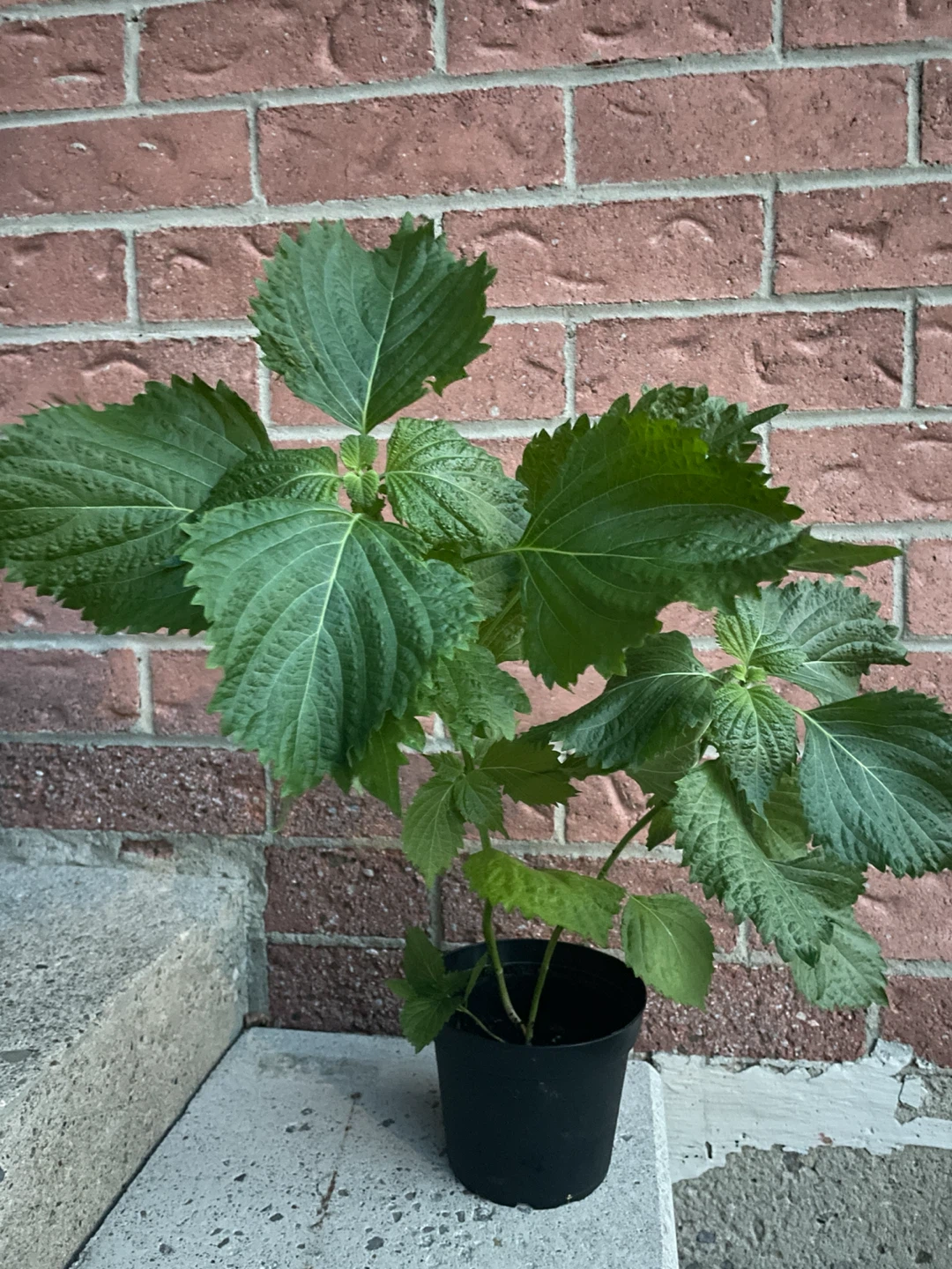 2 large green Perilla shiso Plant