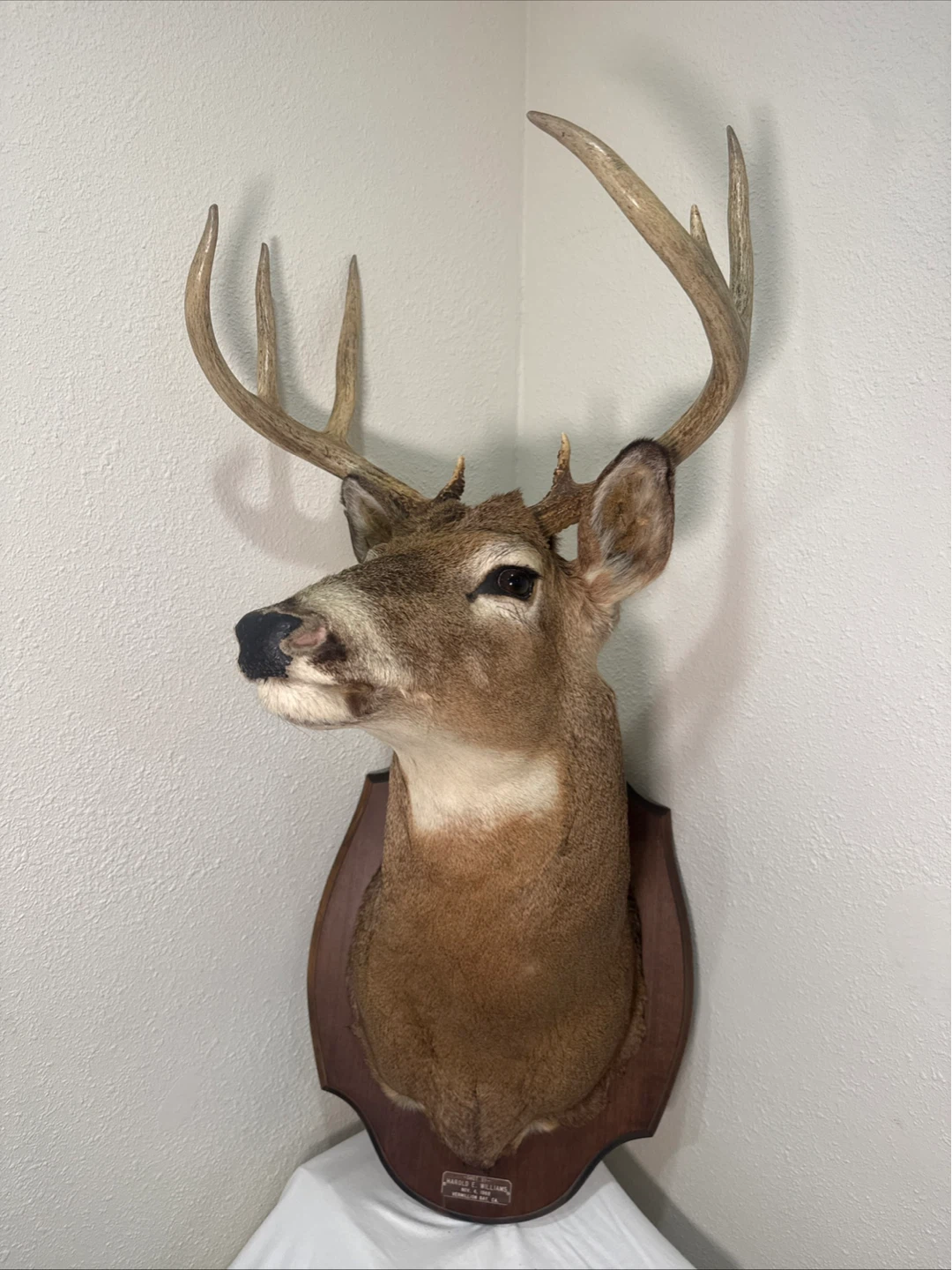 Taxidermia Whitetail Deer Mount - Shot Nov 4, 1968