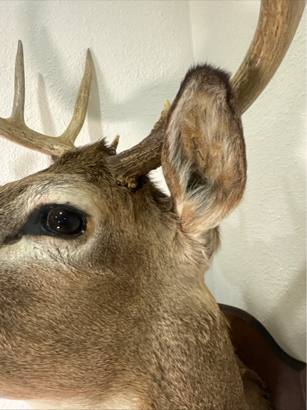 Taxidermia Whitetail Deer Mount - Shot Nov 4, 1968 - photo 4