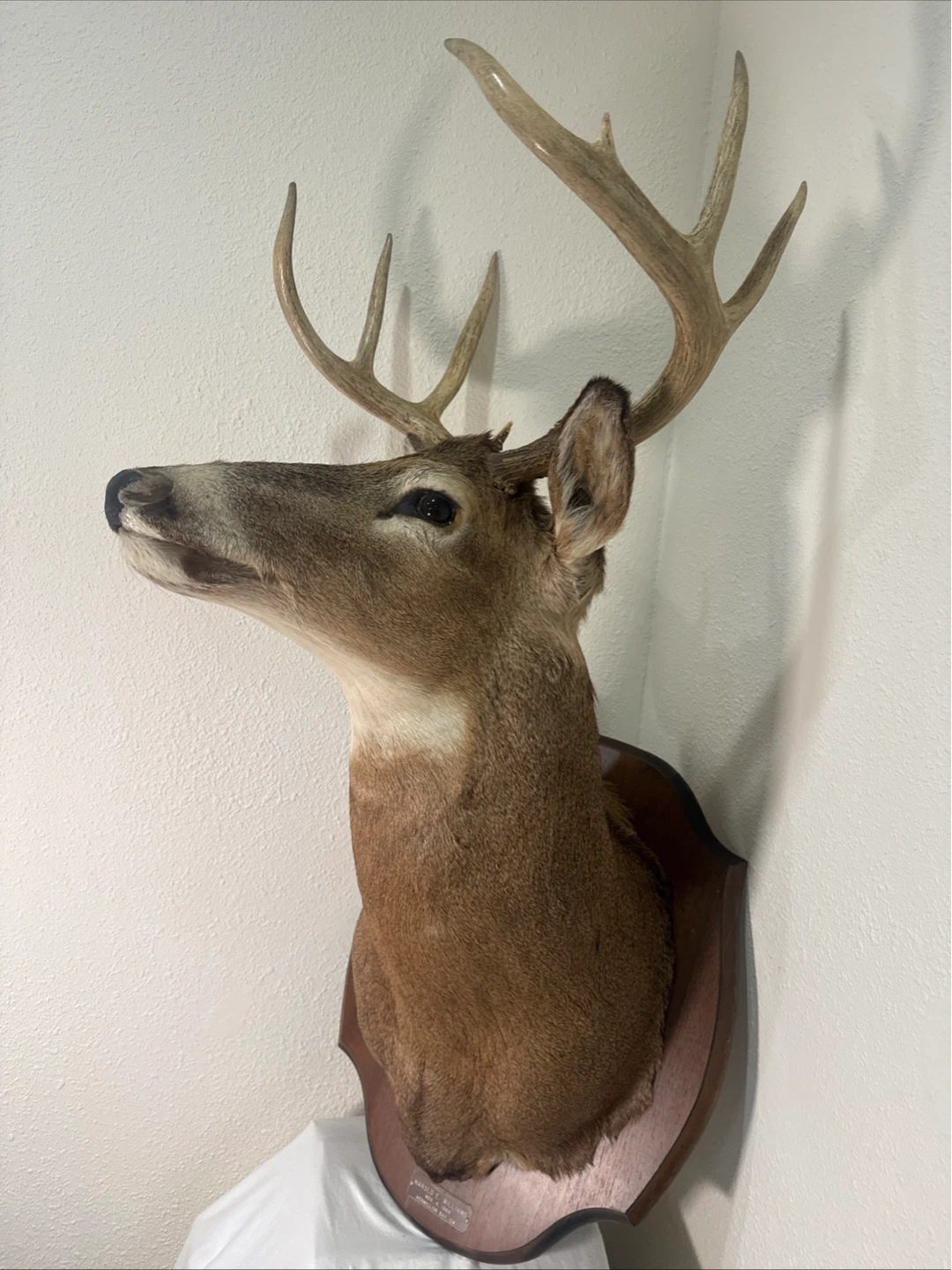 Taxidermia Whitetail Deer Mount - Shot Nov 4, 1968 - photo 2
