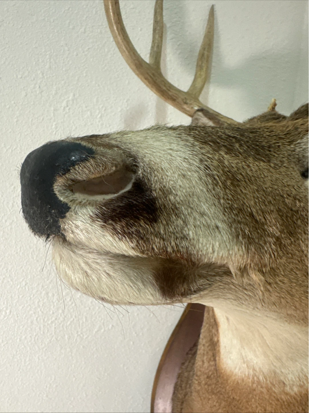 Taxidermia Whitetail Deer Mount - Shot Nov 4, 1968 - photo 5