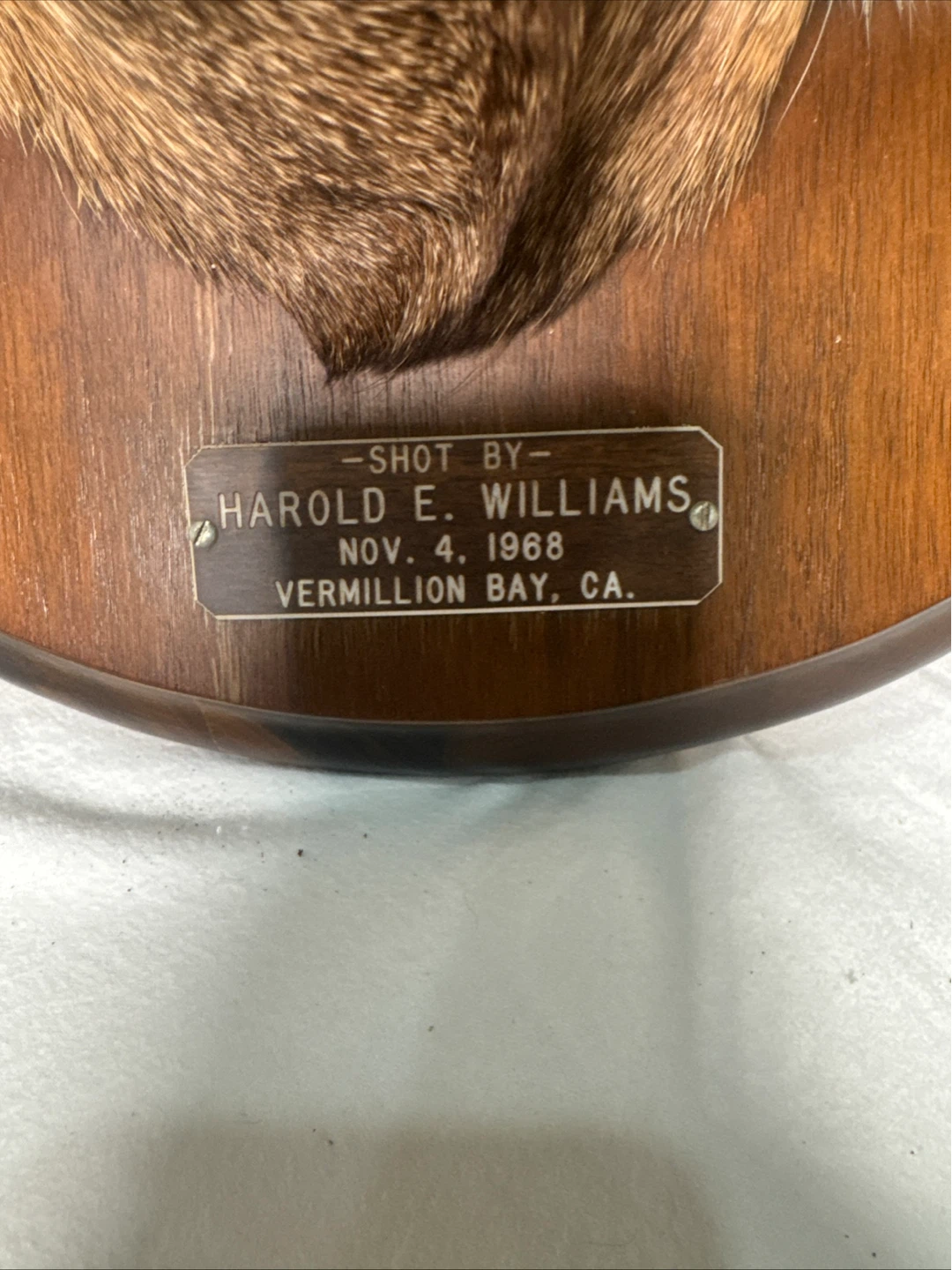 Taxidermia Whitetail Deer Mount - Shot Nov 4, 1968 - photo 3