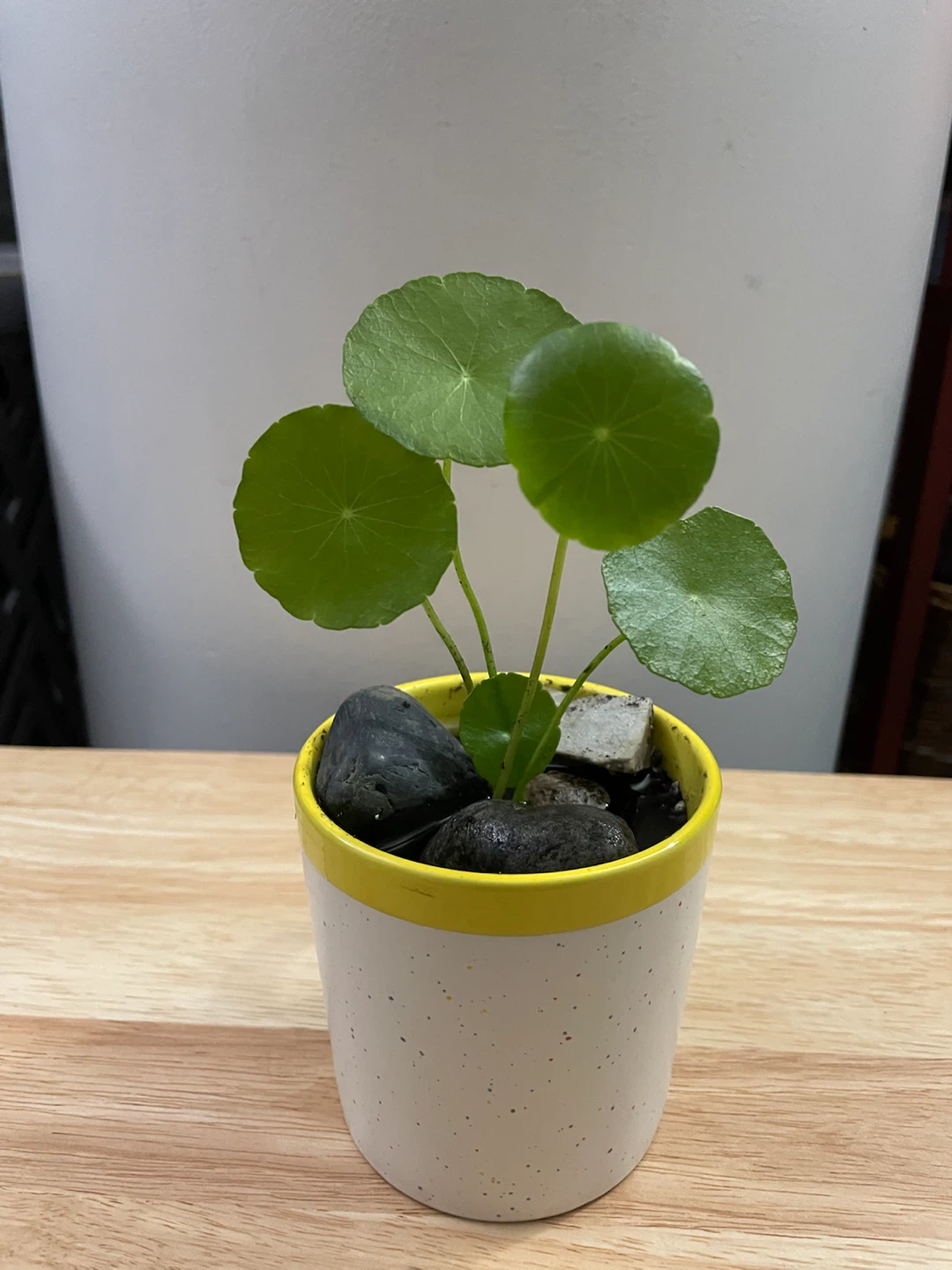 Chinese money plant