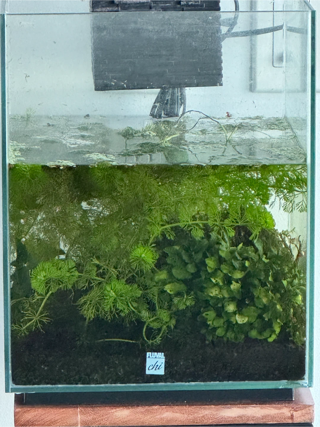 Aquarium Plants