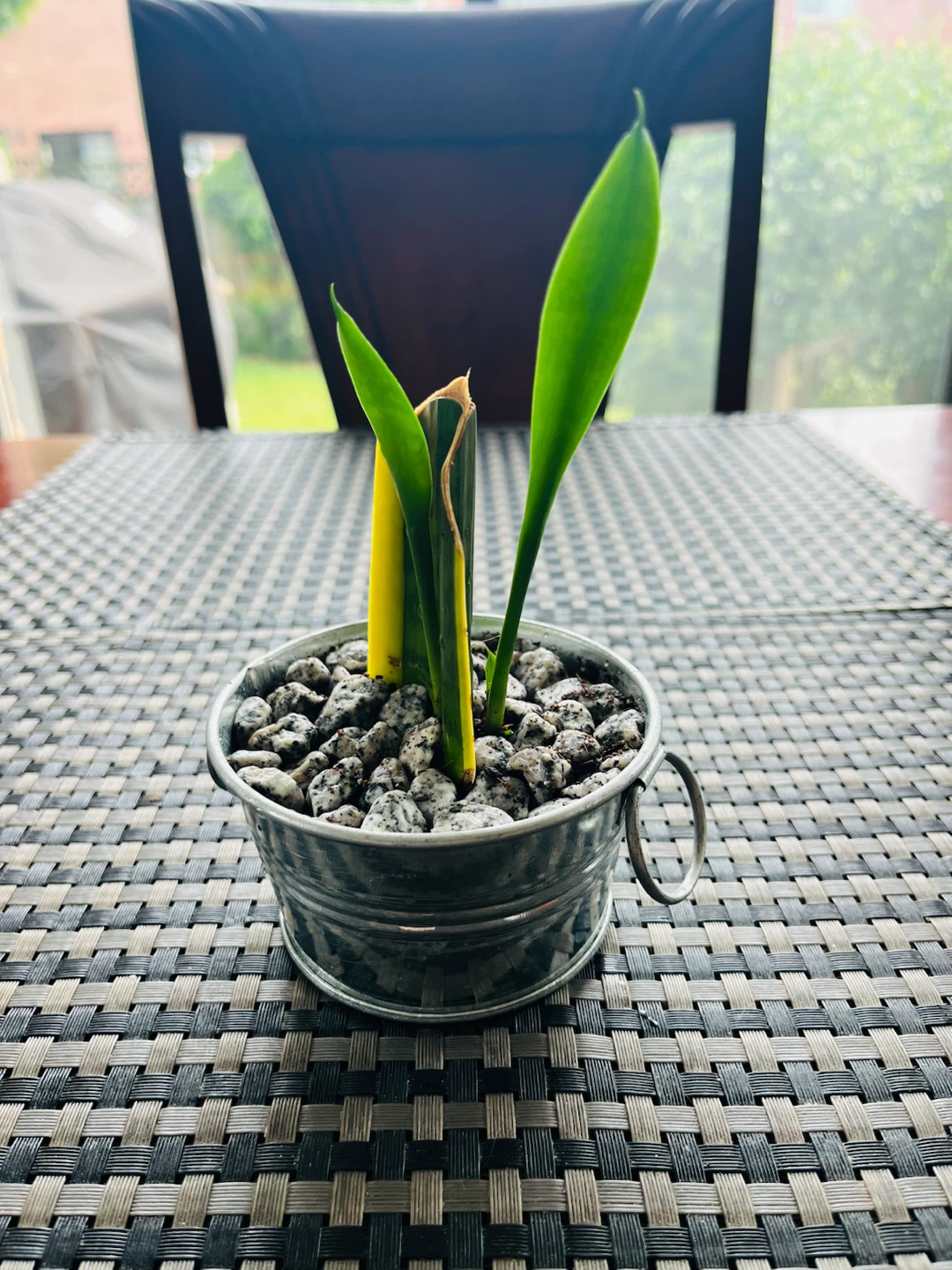 Baby Snake Plant in a decorative metal pot