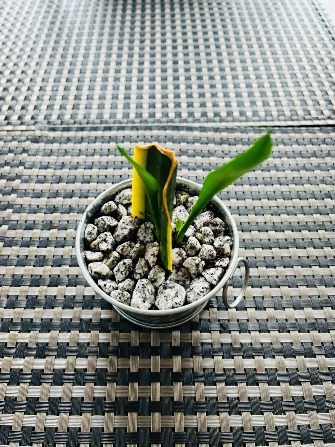 Baby Snake Plant in a decorative metal pot - photo 2
