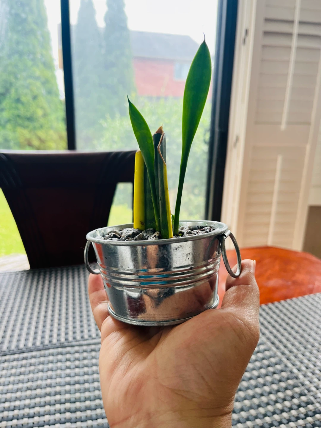Baby Snake Plant in a decorative metal pot - photo 3