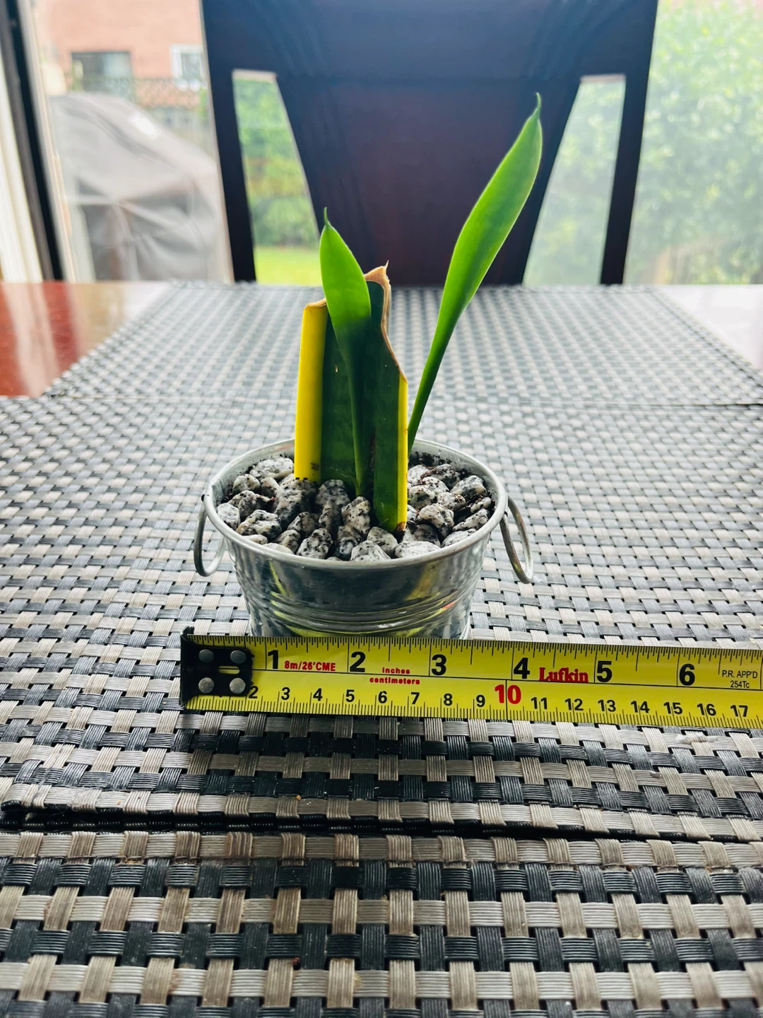 Baby Snake Plant in a decorative metal pot - photo 4