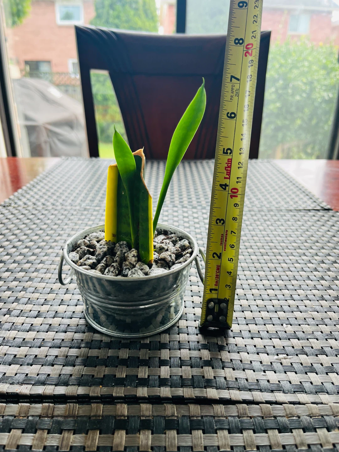 Baby Snake Plant in a decorative metal pot - photo 5