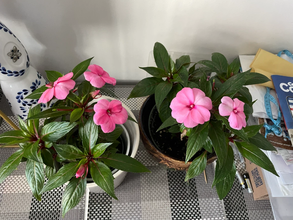 Two Impatiens Plants with Pink Flowers
