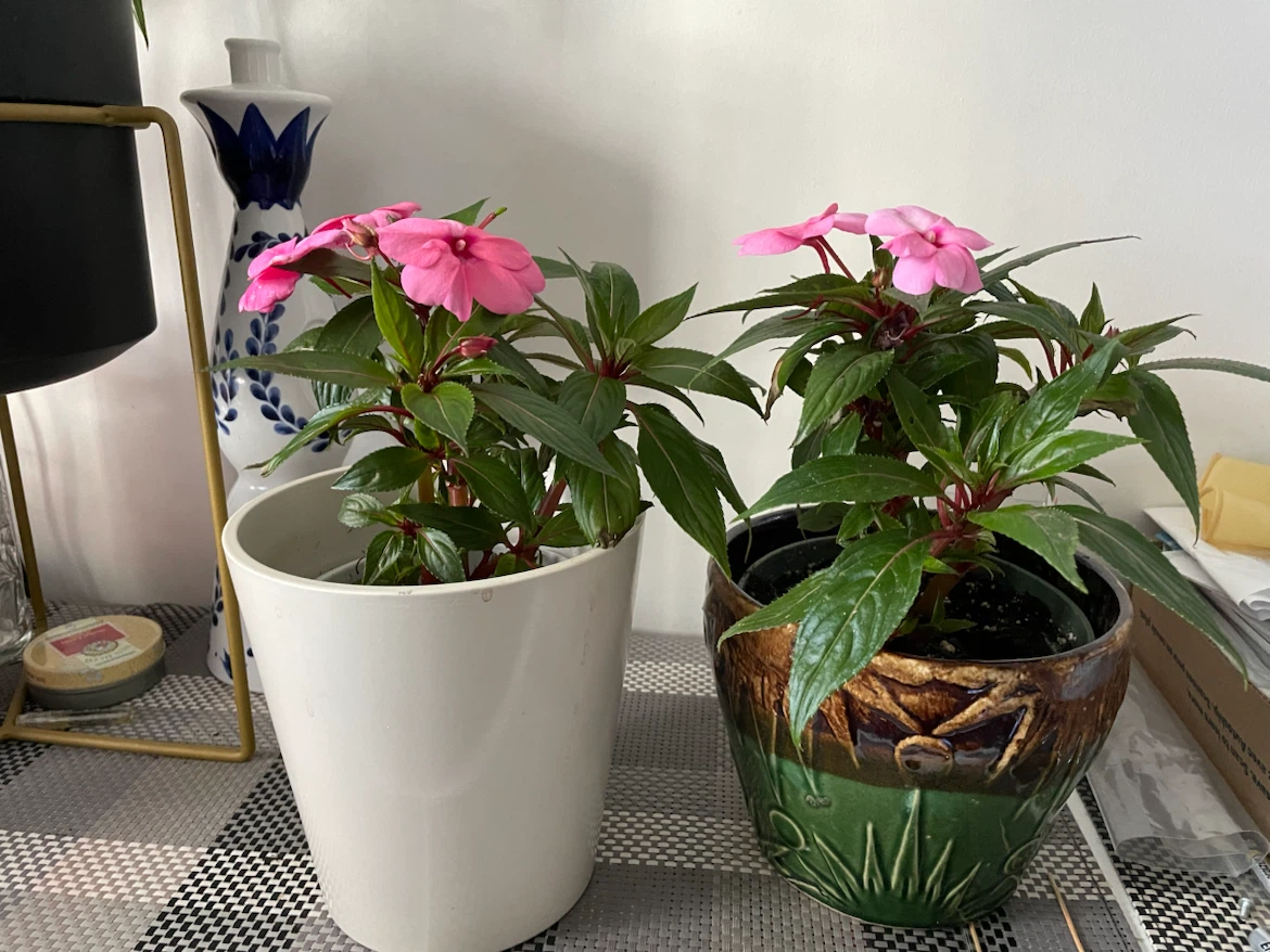 Two Impatiens Plants with Pink Flowers - photo 2