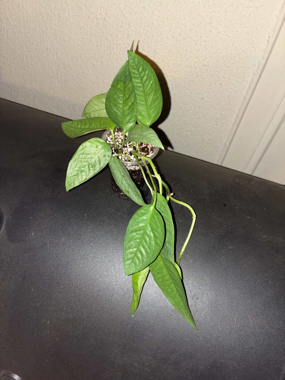 PLANT SALE! - photo 2