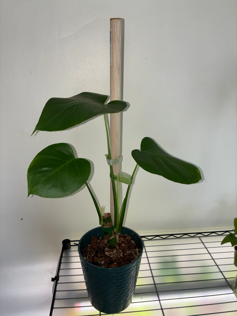PLANT SALE! - photo 3