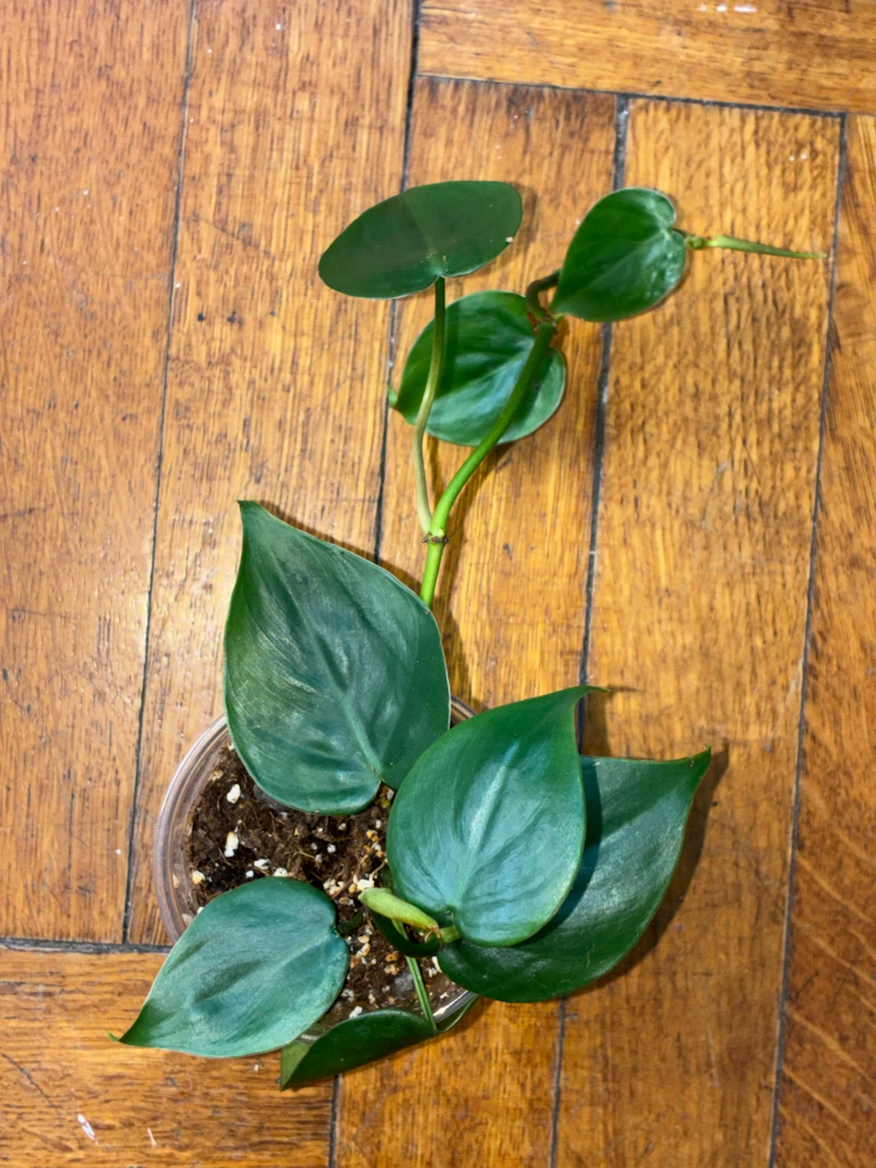 PLANT SALE! - photo 5