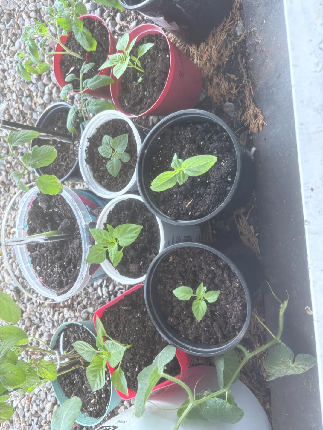 Sweet peppers
