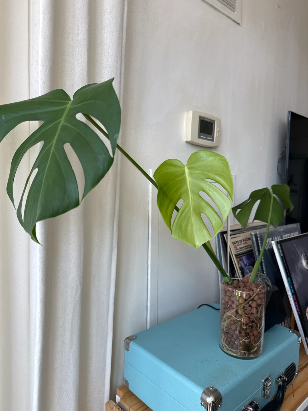 *UPDATE Monstera plant cutting in semi-hydro