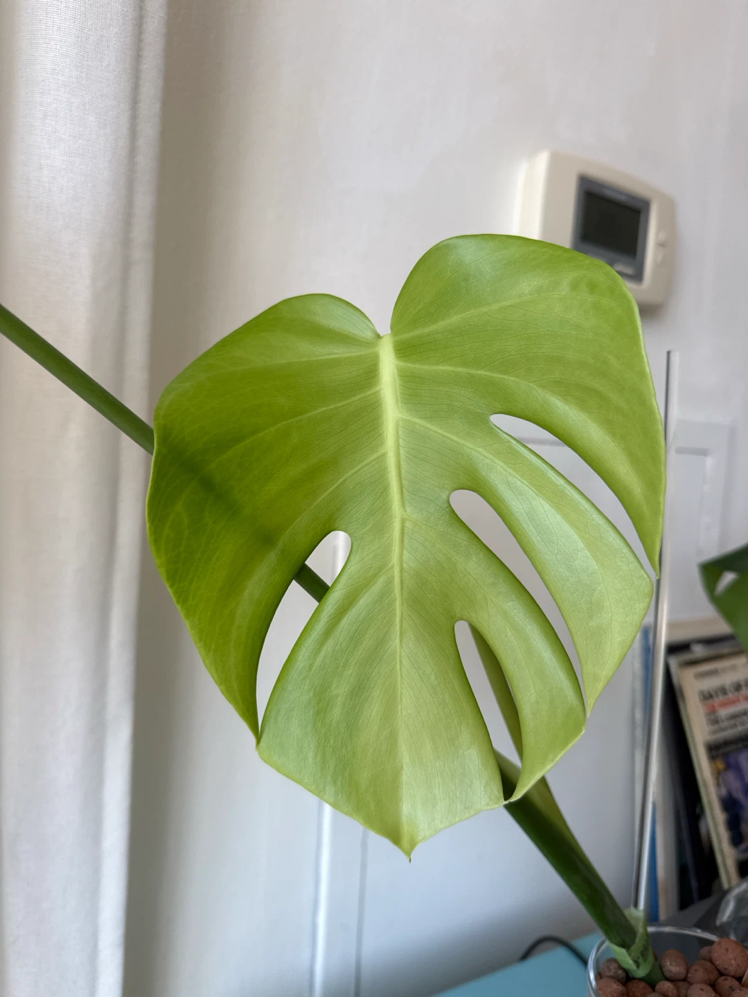 *UPDATE Monstera plant cutting in semi-hydro - photo 4