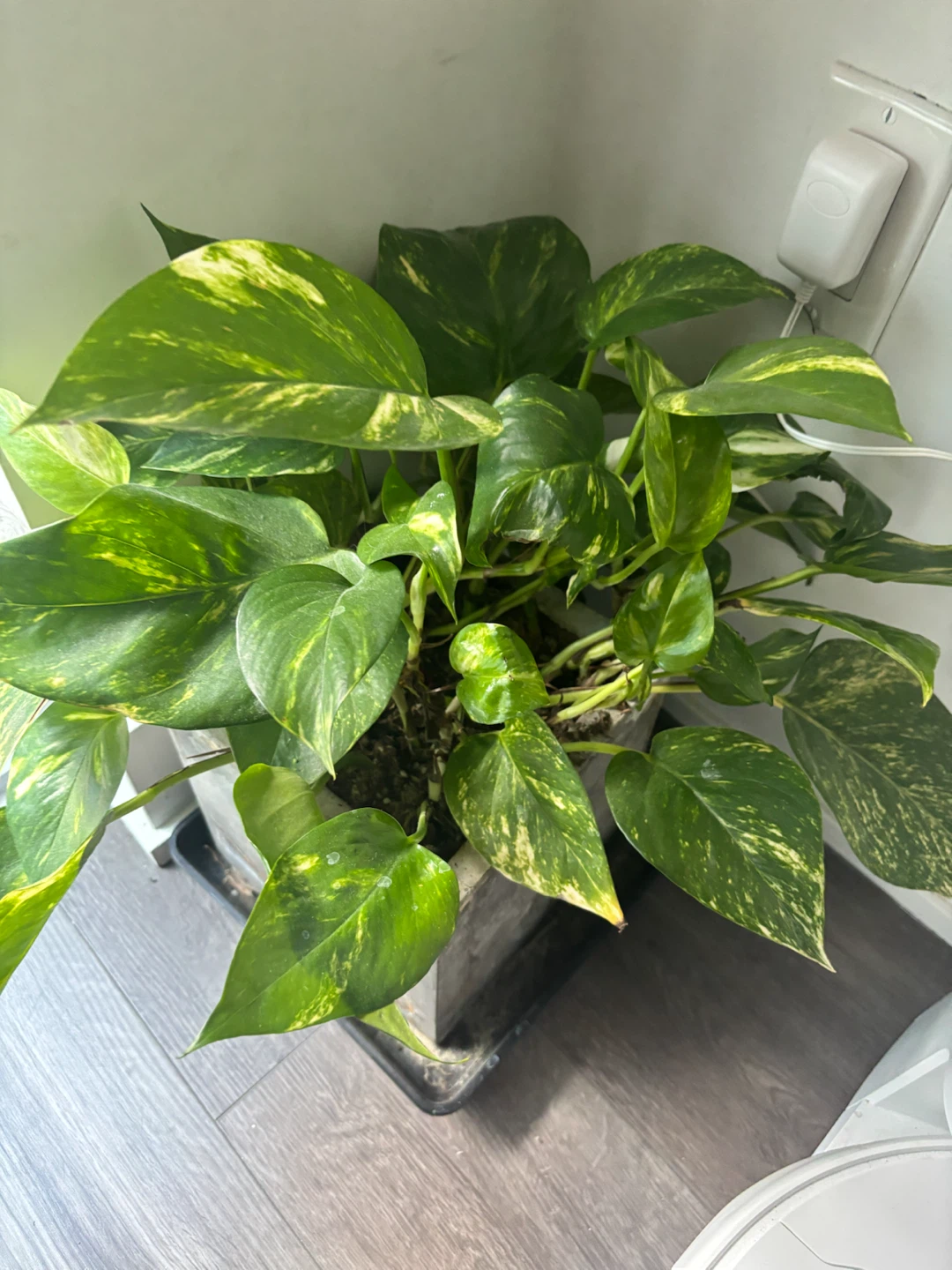 Pothos Plant in Concrete Pot