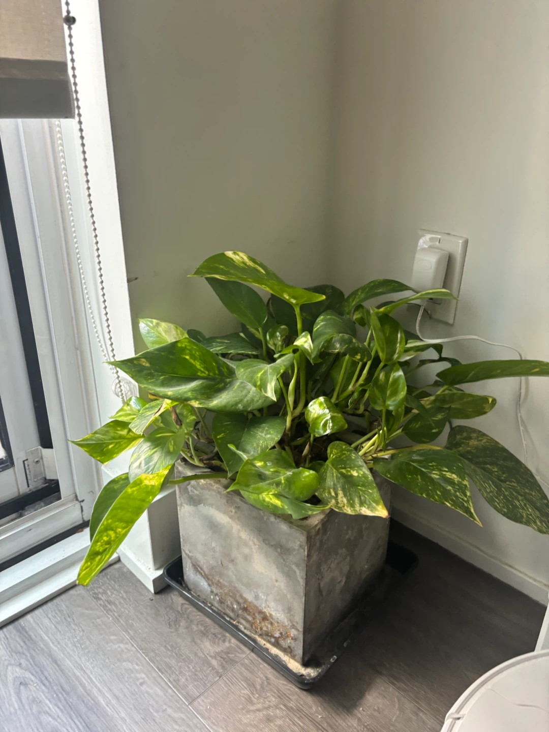 Pothos Plant in Concrete Pot - photo 2