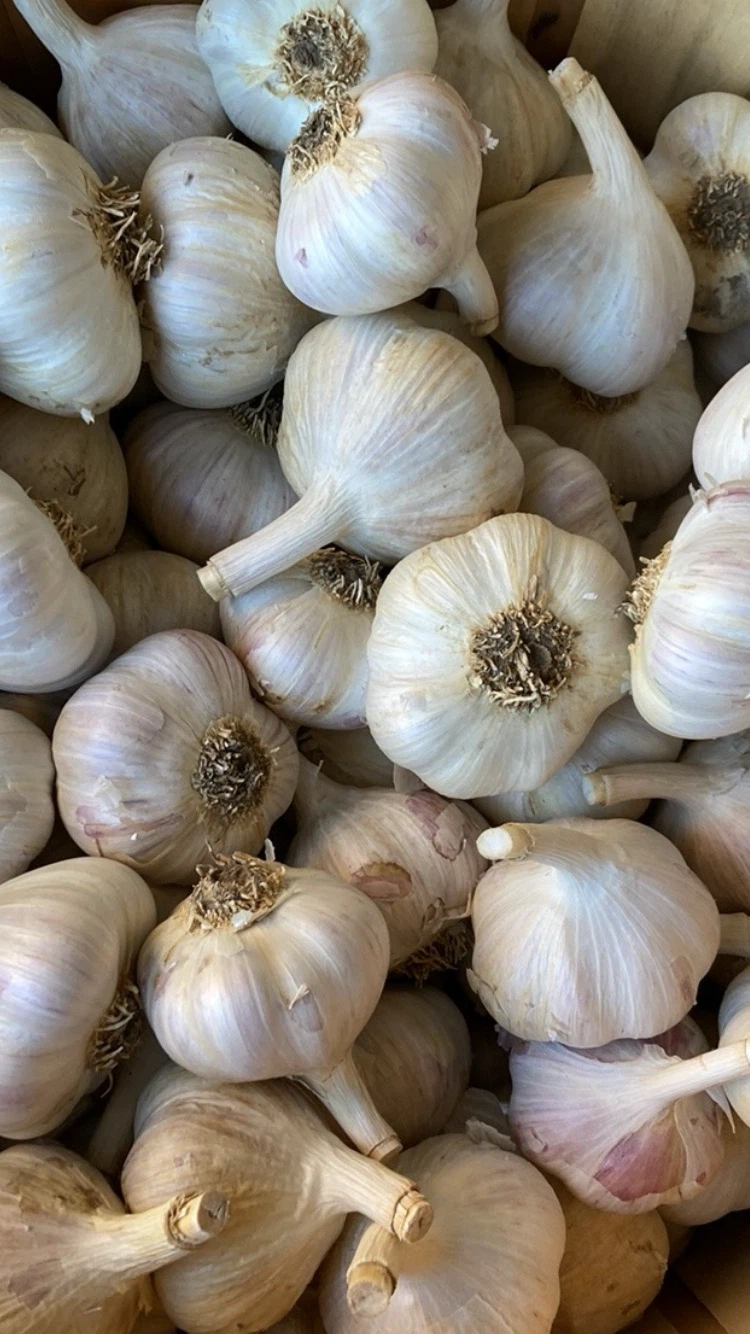 Fresh organic garlic 🧄 heads &Garlic Powder - 100% Pure Organic - photo 2