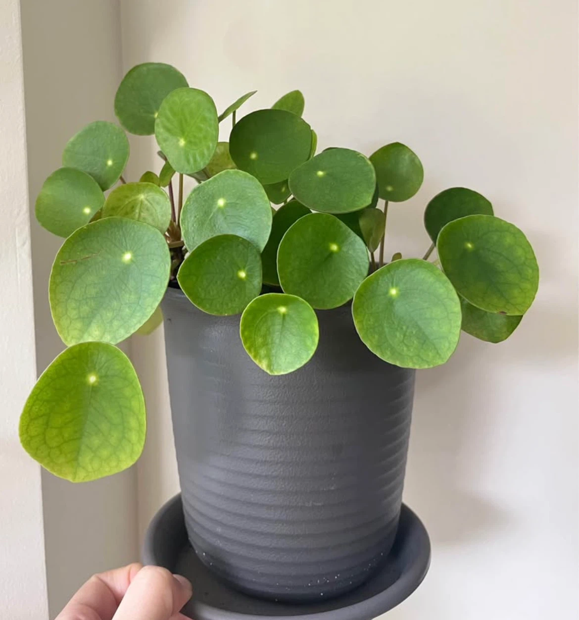 Healthy Pilea Peperomioides Plant in 6” Pot
