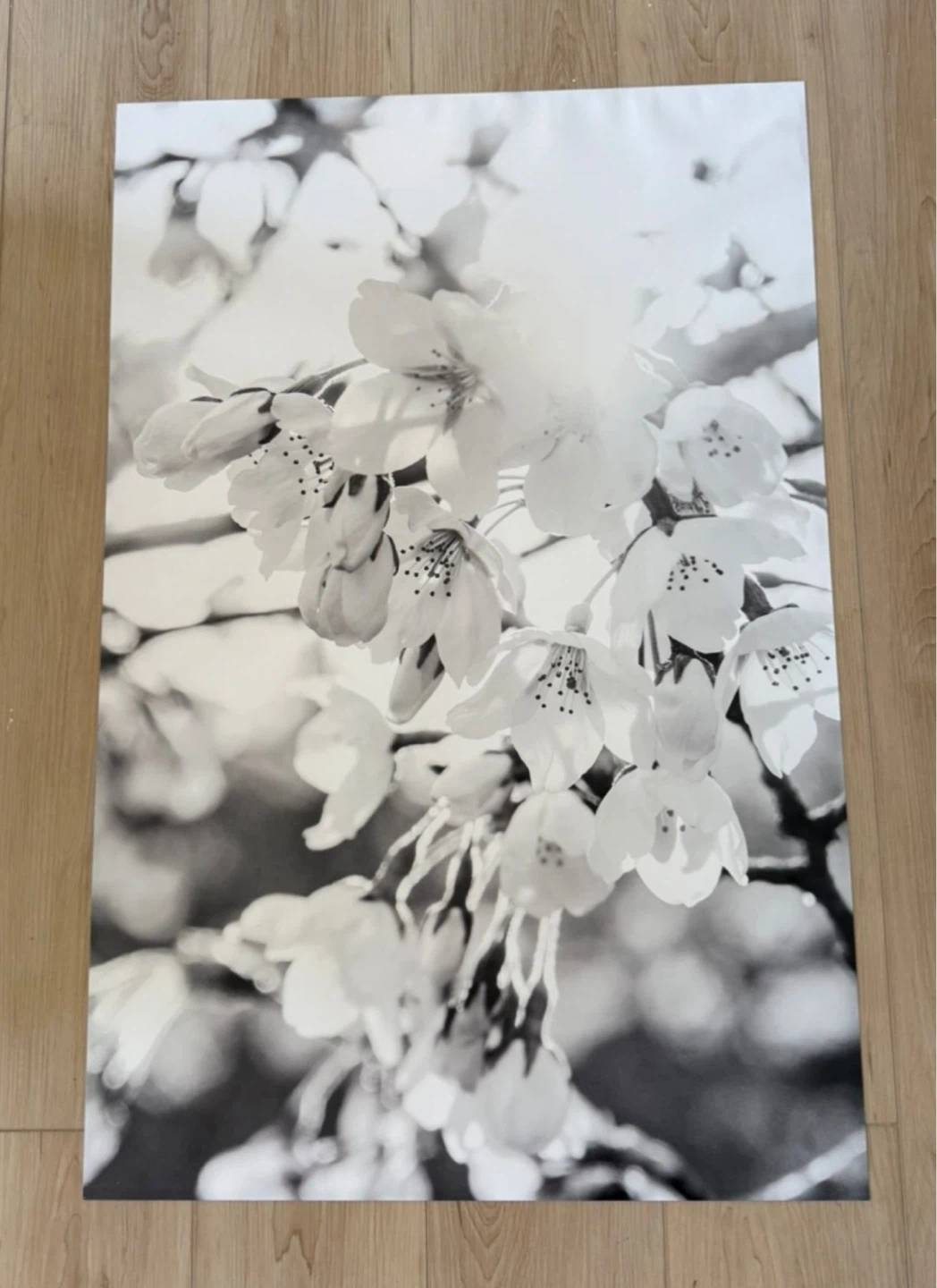 Black and White Cherry Blossom Canvas Print