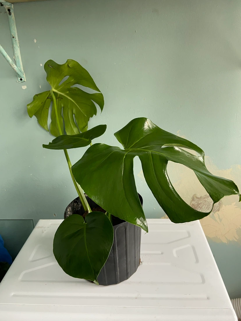 Monstera Plant
