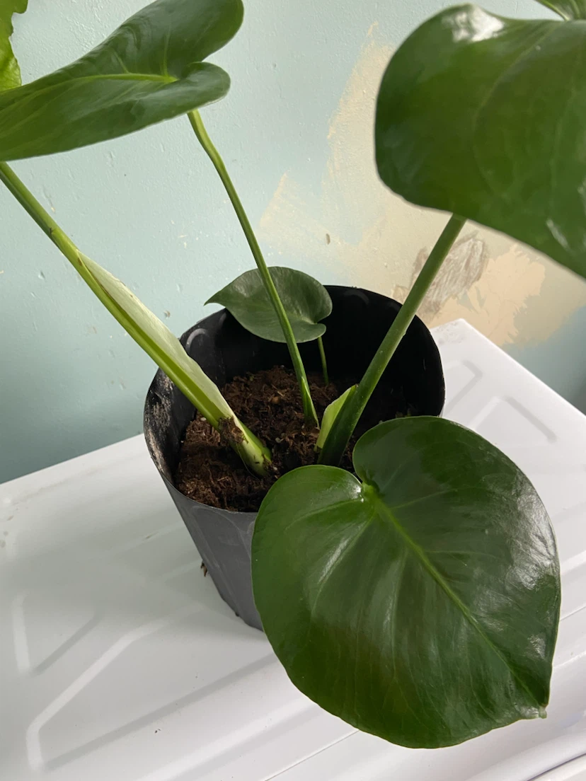 Monstera Plant - photo 2