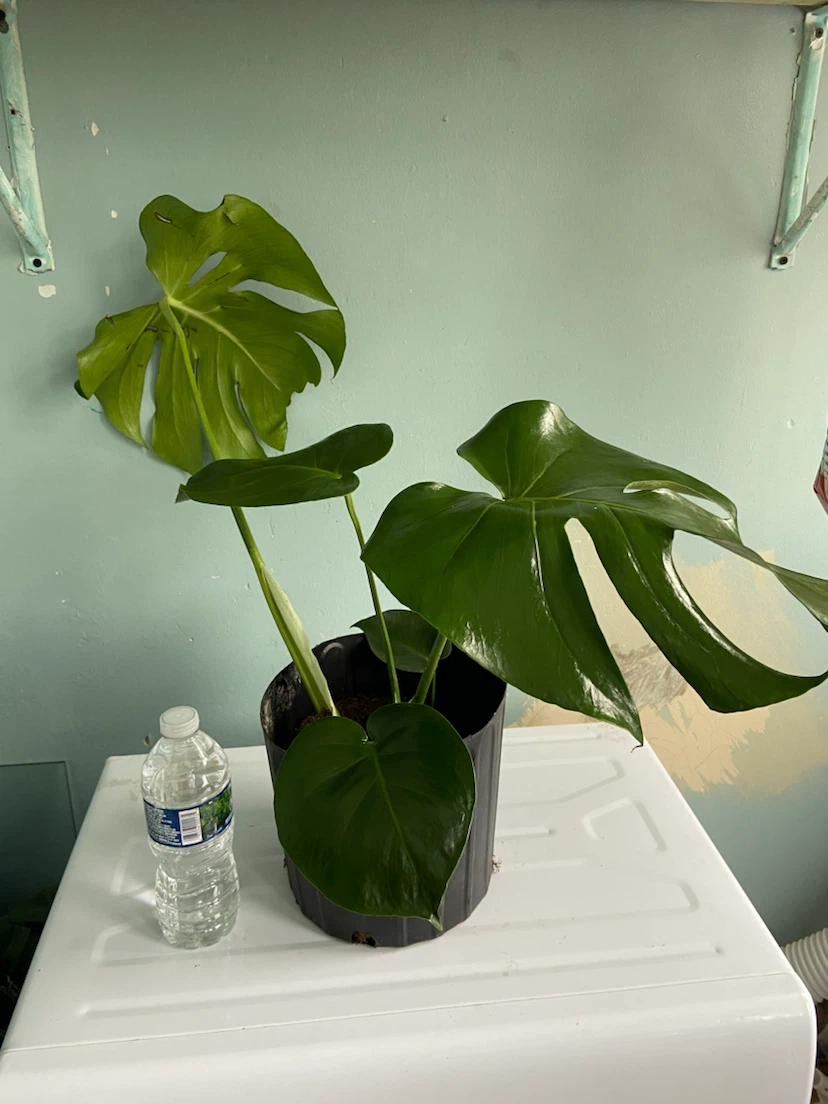 Monstera Plant - photo 3