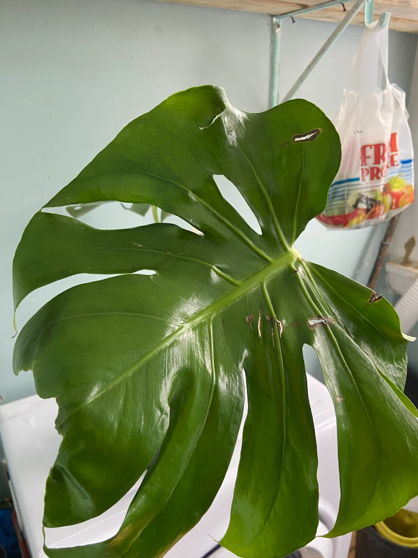 Monstera Plant - photo 4
