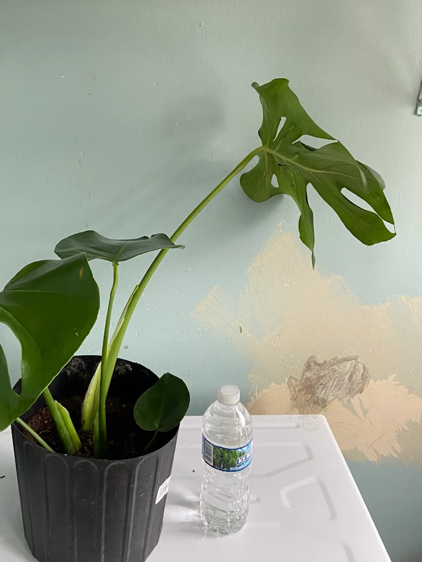 Monstera Plant - photo 5