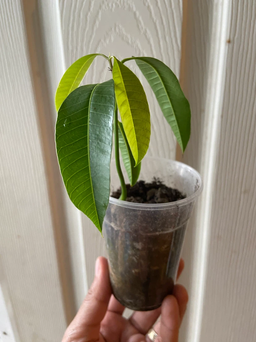 Young Mango Tree Sapling