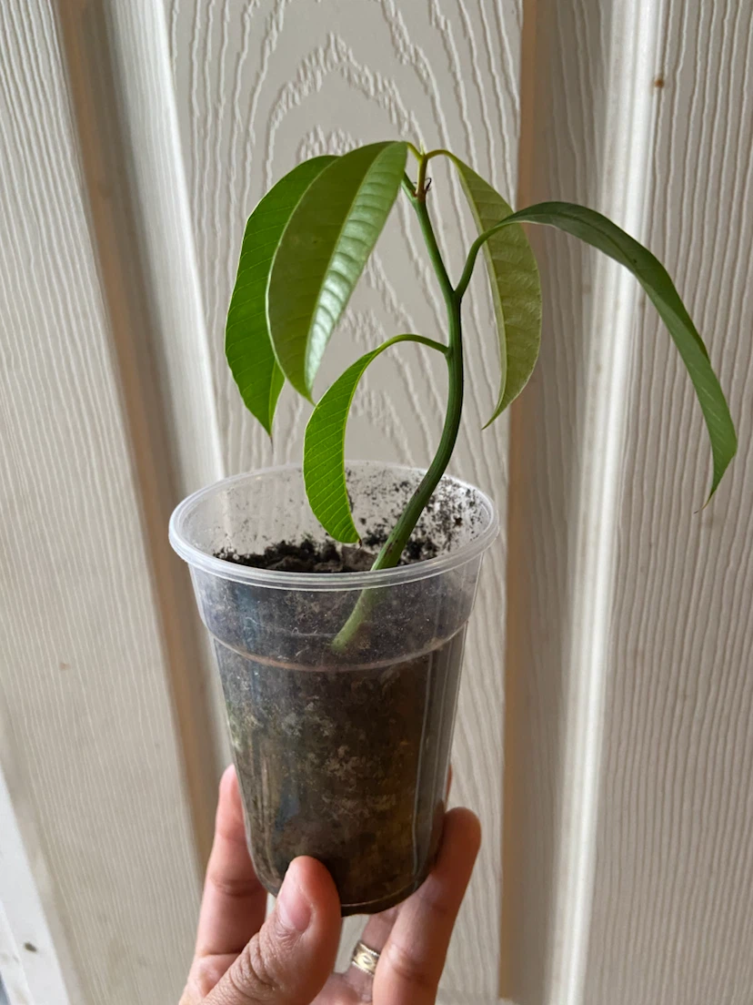 Young Mango Tree Sapling - photo 2