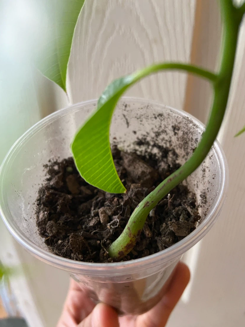 Young Mango Tree Sapling - photo 3