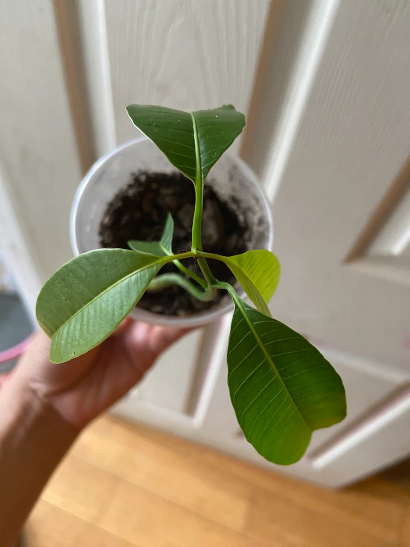 Young Mango Tree Sapling - photo 4