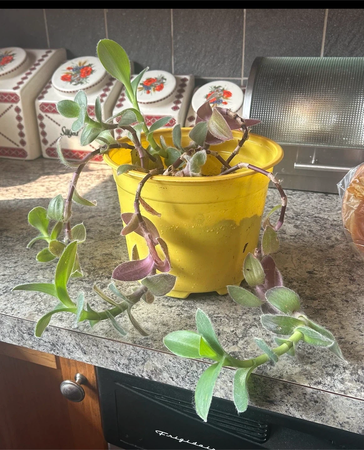 Potted Wandering Jew Plant