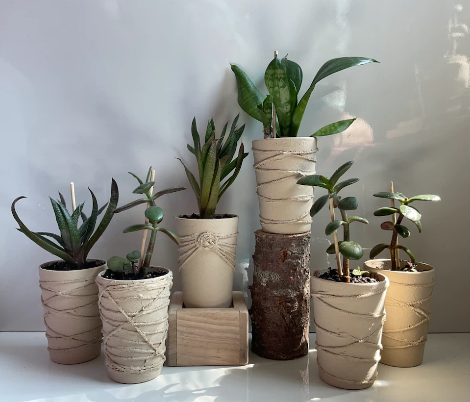 Potted Succulents - jades, spiky aloes & snake