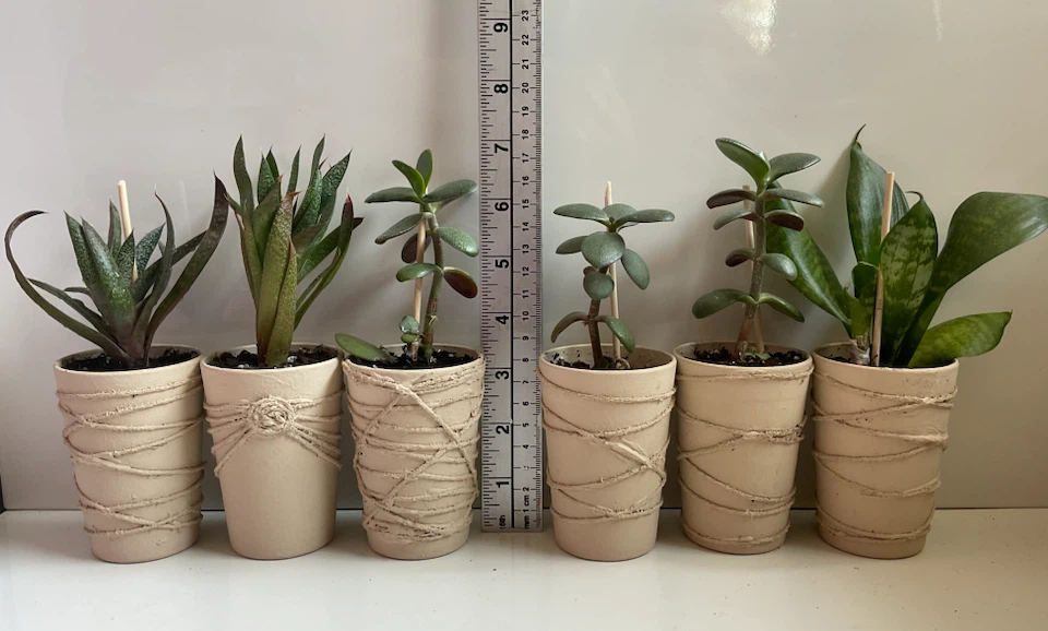 Potted Succulents - jades, spiky aloes & snake - photo 2
