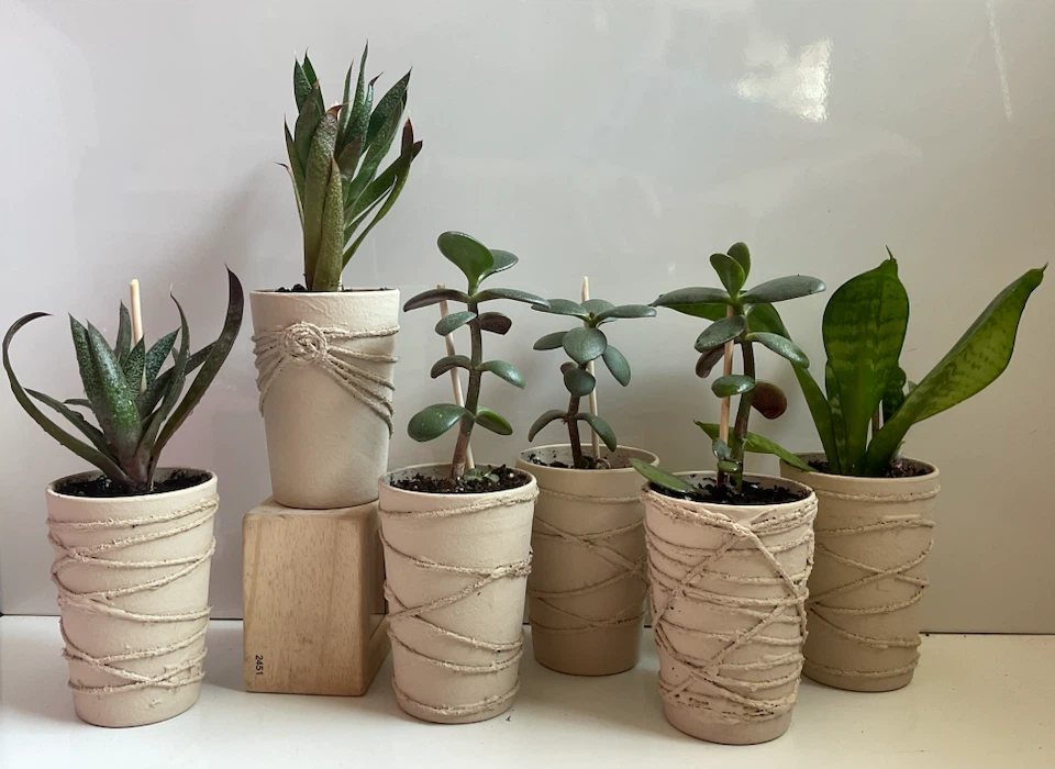 Potted Succulents - jades, spiky aloes & snake - photo 3